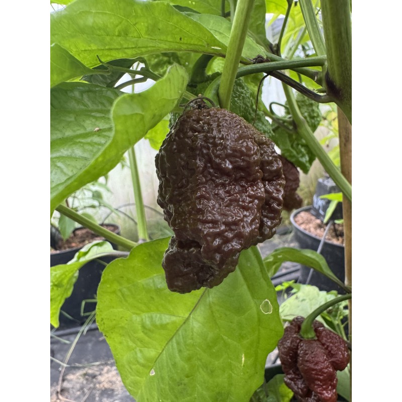 7-Pot Apocalypse Choco  - semínka chilli