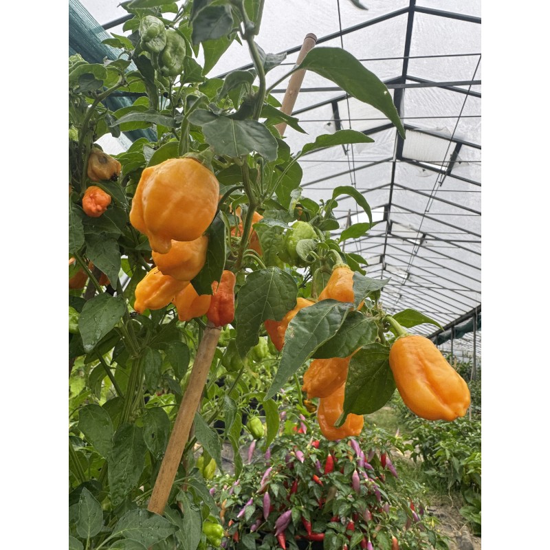 Aji Mango – chilli semínka (10 ks)