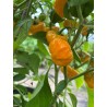 Scotch Bonnet yellow - chilli semínka (10 ks)