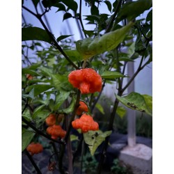 Scotch Brain pink- semínka chilli (10 ks)