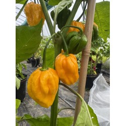 Scotch Brain yellow - semínka chilli (10 ks)