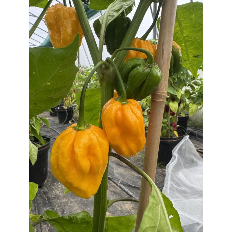 Scotch Brain yellow - semínka chilli (10 ks)