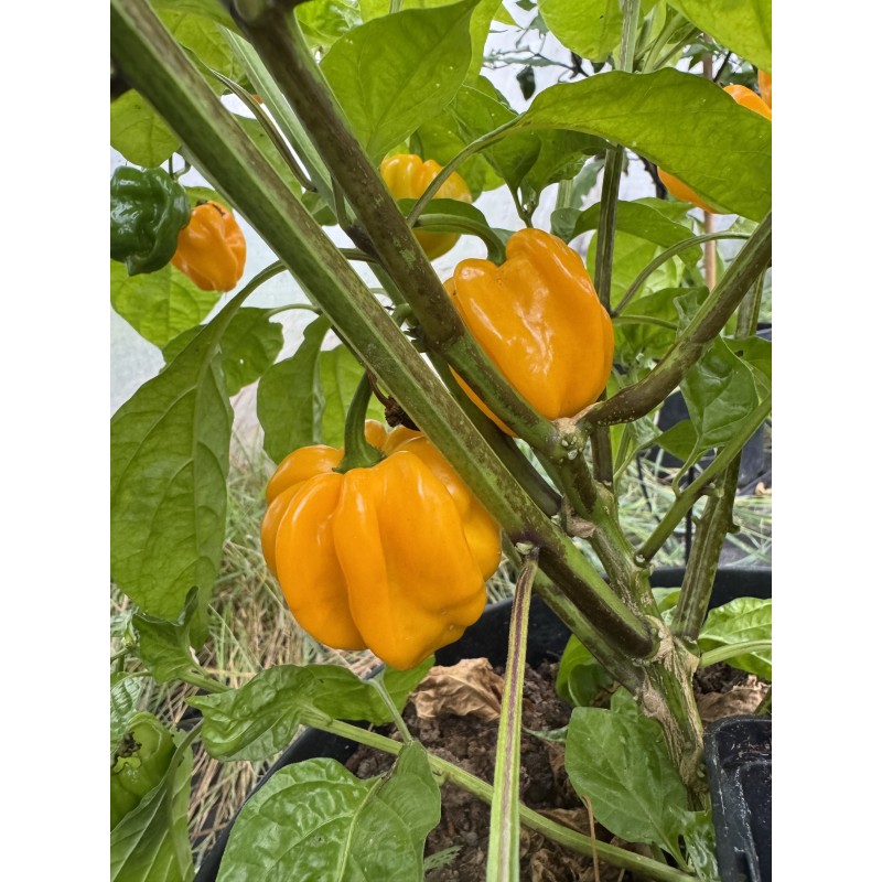 Aji Margariteno – chilli semínka (10 ks)