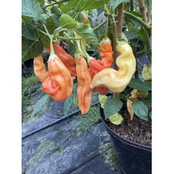 Sugar Rush Peach Stripey – chilli semínka (10 ks)