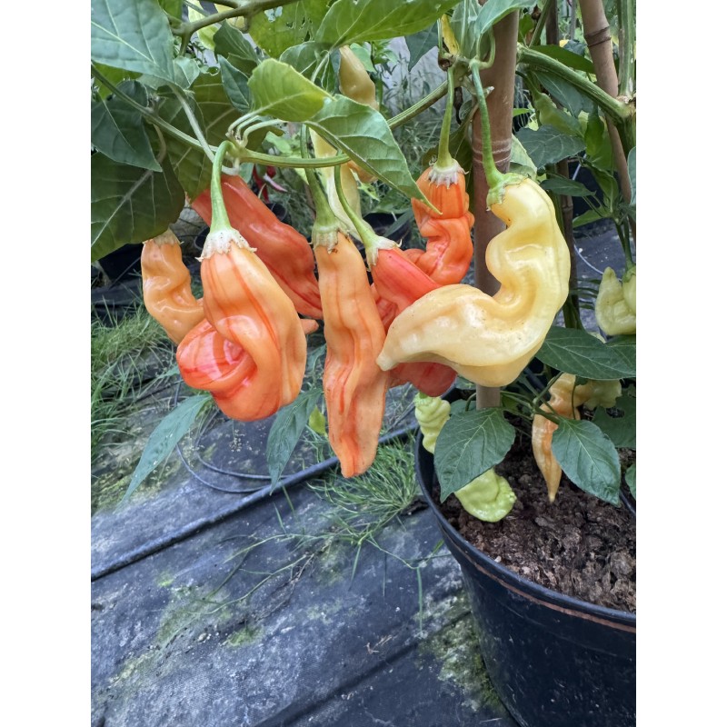 Sugar Rush Peach Stripey – chilli semínka (10 ks)