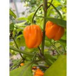 West Indian Yellow Habanero  – chilli semínka (10 ks)