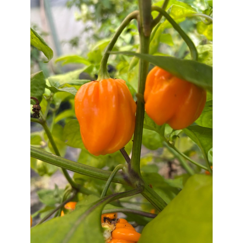 West Indian Yellow Habanero  – chilli semínka (10 ks)