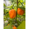 West Indian Yellow Habanero  – chilli semínka (10 ks)