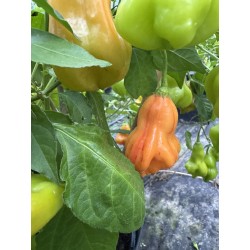 Zébrange – chilli semínka (10 ks)