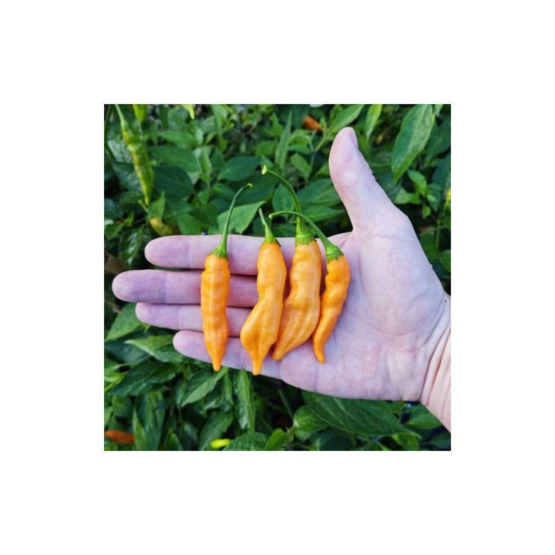 Aji Melocotón – chilli semínka (10 ks)