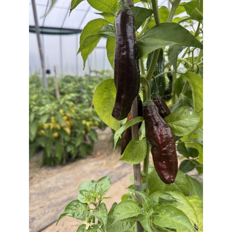Aji Panca Lima – chilli semínka (10 ks)