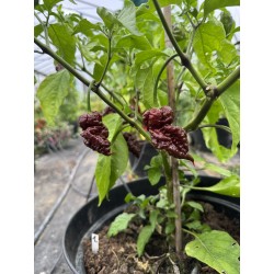 Amnesia Choco  - semínka chilli (10 ks)