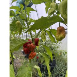 Bhut Caramel  - semínka chilli (10 ks)