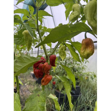 Bhut Caramel  - semínka chilli (10 ks)