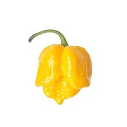 7-pot brain strain yellow - semínka chilli