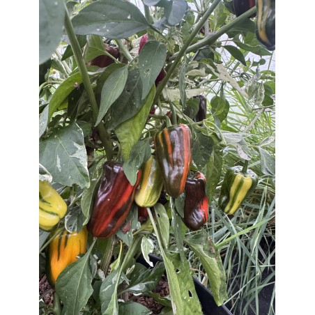 Bryan's Blood Large Rainbow  - chilli semínka (10 ks)