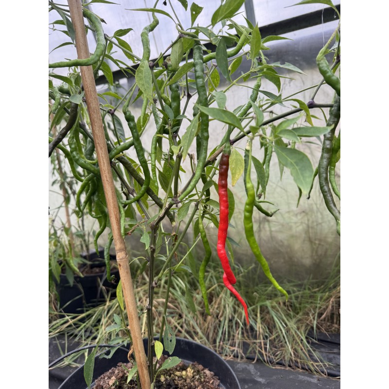 Cabai Chilli Tree - chilli semínka (10 ks)