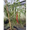 Cabai Chilli Tree - chilli semínka (10 ks)