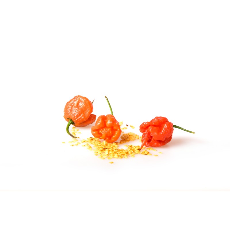 Carolina Reaper red - semínka chilli