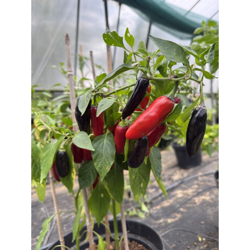Czechoslovakian Black - semínka chilli (10 ks)