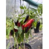 Czechoslovakian Black - semínka chilli (10 ks)