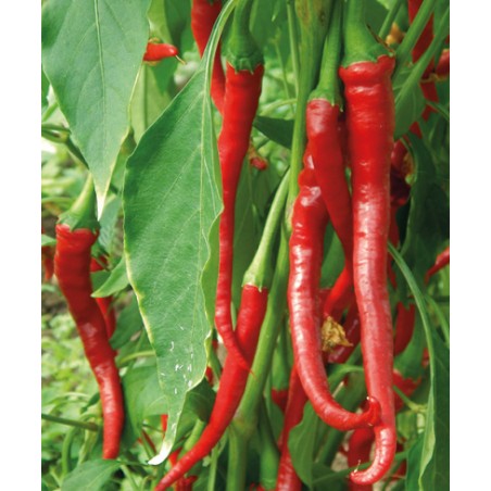 Elephant´s trunk - semínka chilli