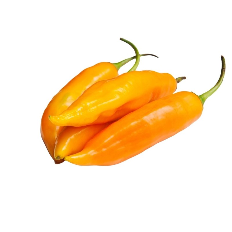 Aji Amarillo - semínka chilli (10 ks)