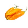 Aji Amarillo - semínka chilli (10 ks)