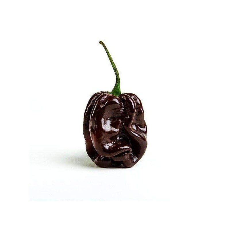 Habanero chocolate - semínka chilli