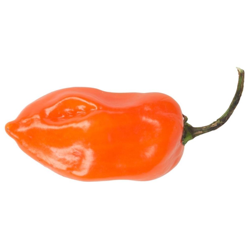 Habanero orange - semínka chilli