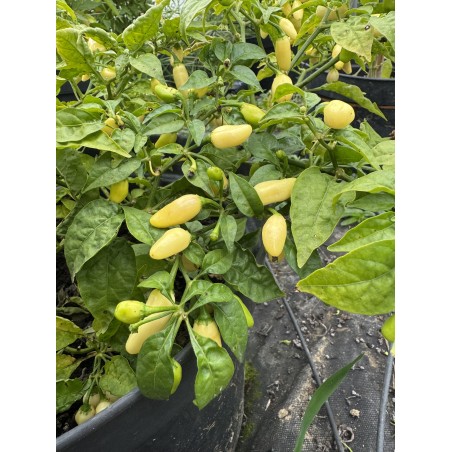 Habanero Peruvian White – chilli semínka (10 ks)