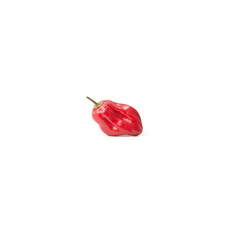 Habanero red - semínka chilli
