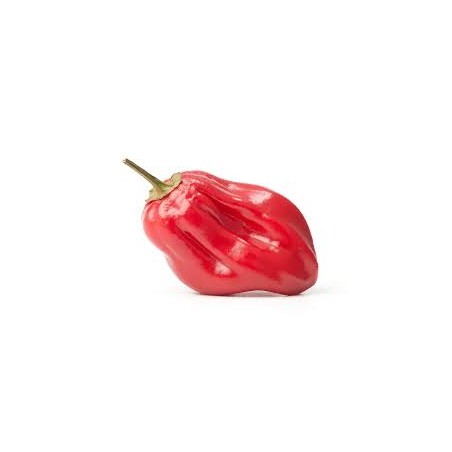 Habanero red - semínka chilli