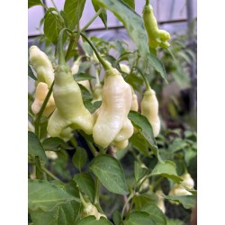 Aji Confusion – chilli semínka (10 ks)