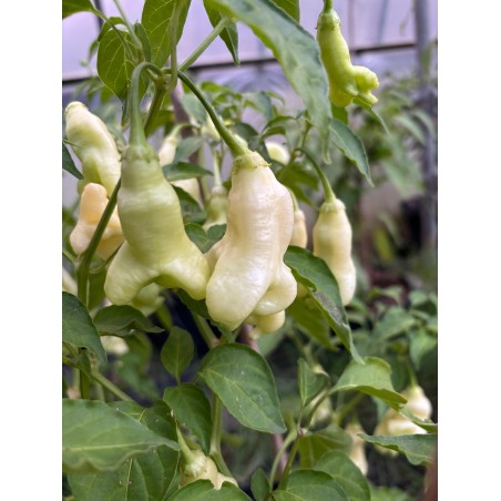 Aji Confusion – chilli semínka (10 ks)