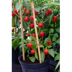 Cherry Bomb  - chilli semínka (10 ks)