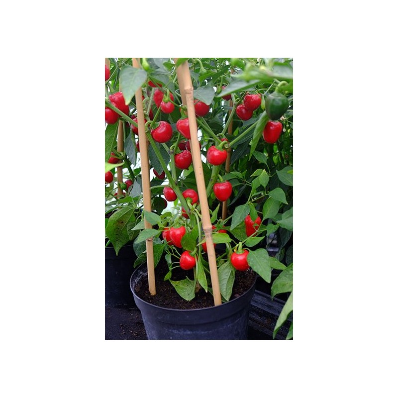 Cherry Bomb  - chilli semínka (10 ks)