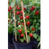 Cherry Bomb  - chilli semínka (10 ks)