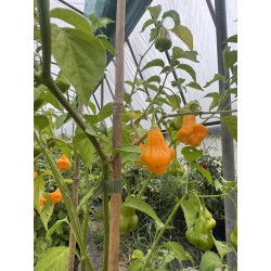 Aji Fantasy Orange – chilli semínka (10 ks)