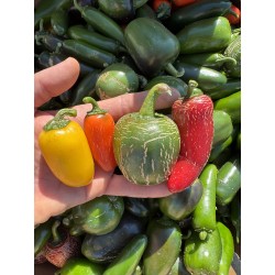 Jalapeño  NuMex Lemon Spice - semínka chilli (10 ks)