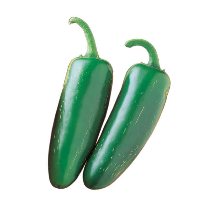 Jalapeño - semínka chilli (10 ks)