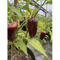 Jalapeño Brown - semínka chilli (10 ks)