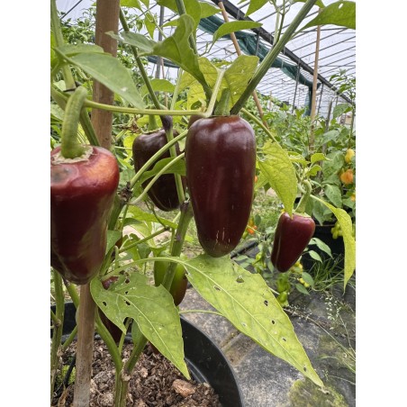 Jalapeño Brown - semínka chilli (10 ks)