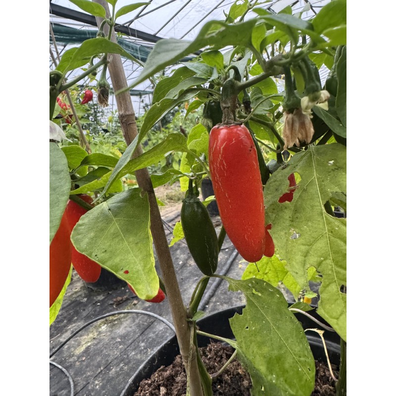 Jalapeño NuMex Orange Spice - semínka chilli (10 ks)