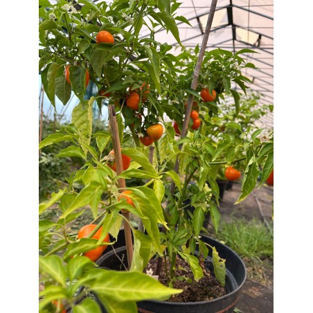 Korál orange – chilli semínka (10 ks)