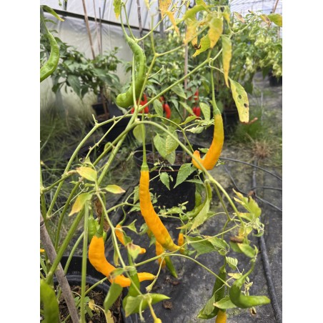 Aji Guyana – chilli semínka (10 ks)