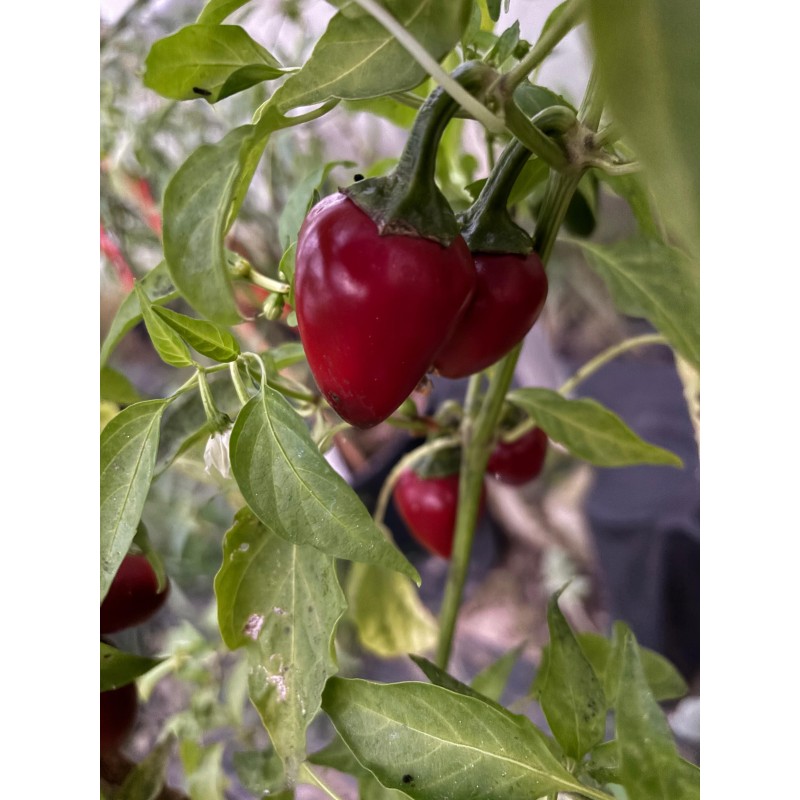 Korál red – chilli semínka (10 ks)