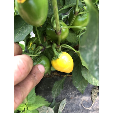 Korál yellow – chilli semínka (10 ks)