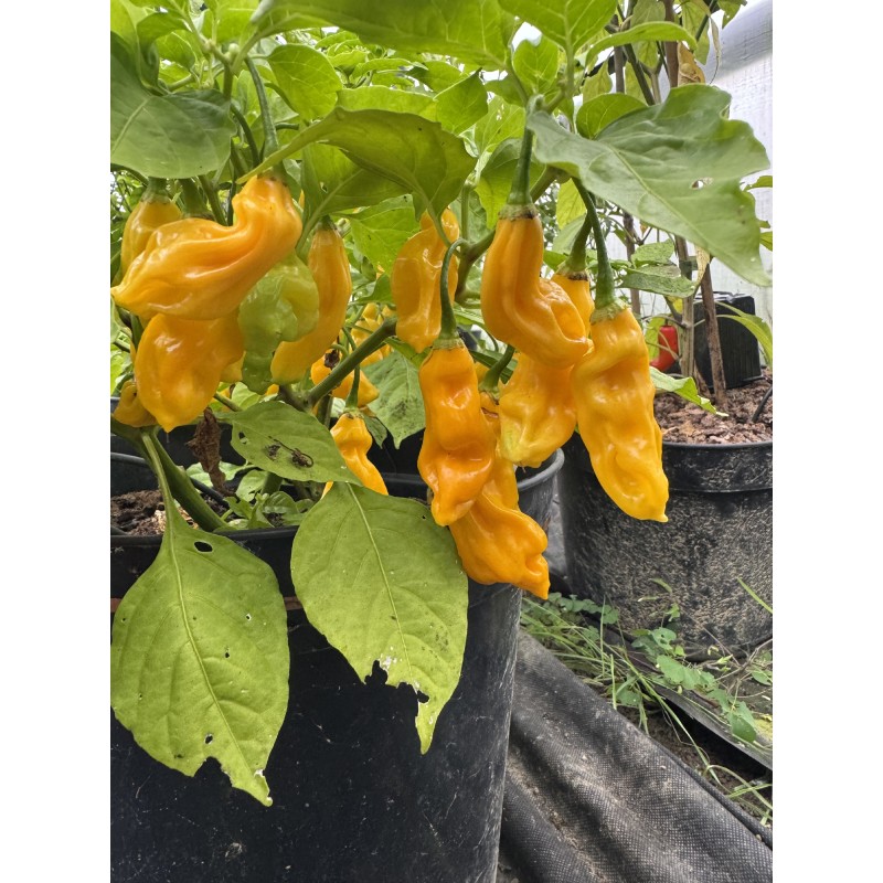 Malaisian Goronong  – chilli semínka (10 ks)