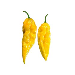 Naga Bhut Jolokia yellow - semínka chilli